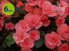 begonia jasnoróżowa allegro